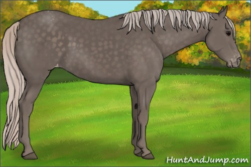 Horse Color:Silver Black Appaloosa 