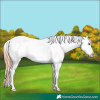 Horse Color:Classic Champagne Dun Tobiano Appaloosa