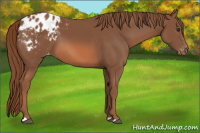 Horse Color:Chestnut Appaloosa