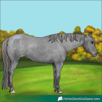 Horse Color:Black Appaloosa 