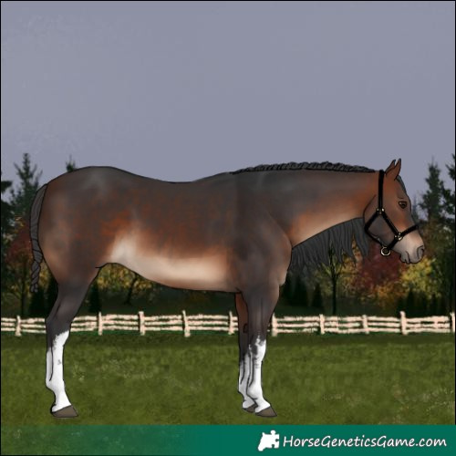 Horse Color:White Spotted Bay 