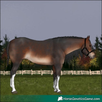 Horse Color:White Spotted Bay 