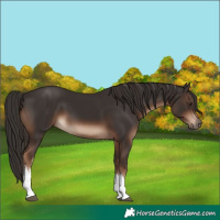 Horse Color:White Spotted Liver Chestnut 