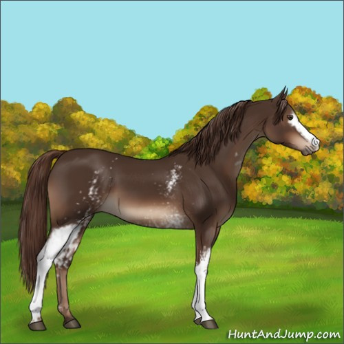 Horse Color:White Spotted Liver Chestnut 