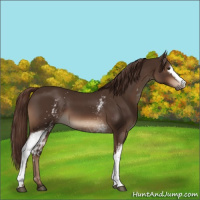Horse Color:White Spotted Liver Chestnut 