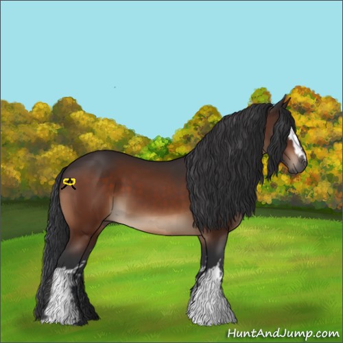 Horse Color:White Spotted Bay 