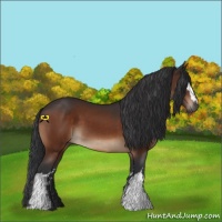 Horse Color:White Spotted Bay 