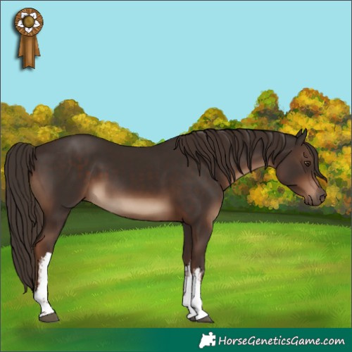 Horse Color:White Spotted Liver Chestnut