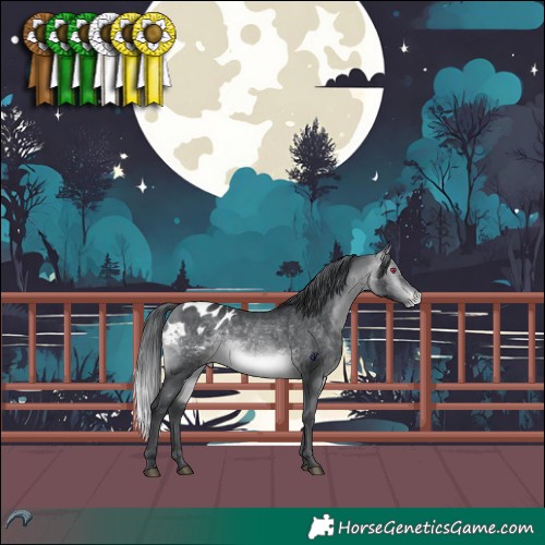 Horse Color:White Spotted Bay Chinchilla Appaloosa 