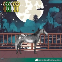 Horse Color:White Spotted Bay Chinchilla Appaloosa 