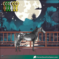 Horse Color:White Spotted Bay Chinchilla Appaloosa 