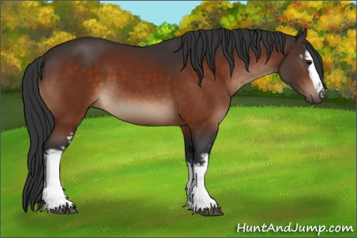 Horse Color:White Spotted Bay