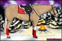 Horse Color:Palomino