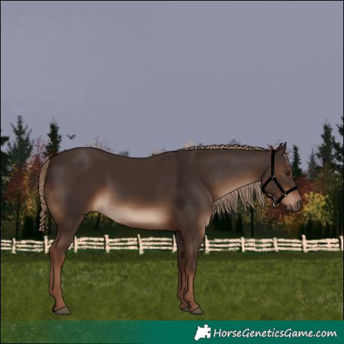 Horse Color:White Spotted Liver Chestnut 