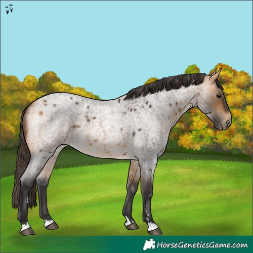 Horse Color:Buckskin Roan 