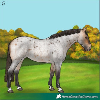 Horse Color:Buckskin Roan 