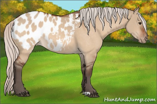 Horse Color:Silver Brown Dun Appaloosa Rabicano 
