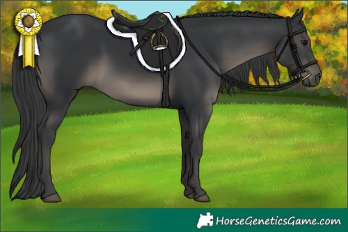Horse Color:White Spotted Black