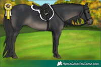Horse Color:White Spotted Black 