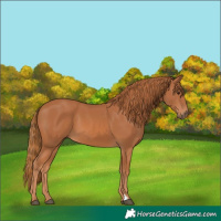 Horse Color:Chestnut 