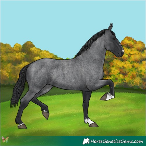 Horse Color:Blue Roan 
