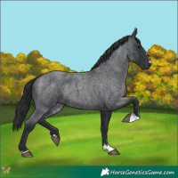 Horse Color:Blue Roan 