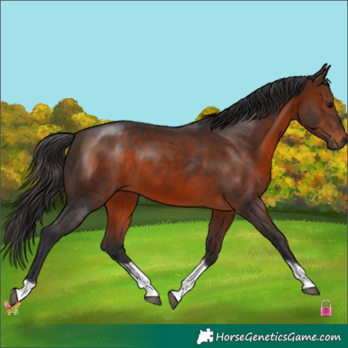 Horse Color:Brown Tobiano 