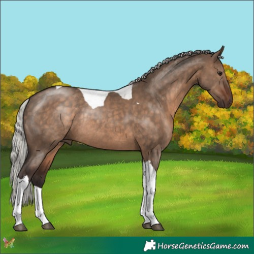 Horse Color:Silver Brown Dun Tobiano Rabicano 