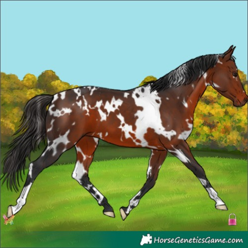 Horse Color:White Spotted Bay 