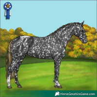 Horse Color:Painted Black Tobiano Appaloosa 