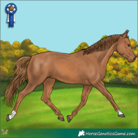 Horse Color:Chestnut 
