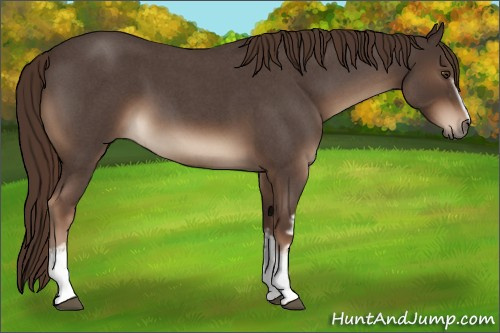 Horse Color:White Spotted Liver Red Roan 