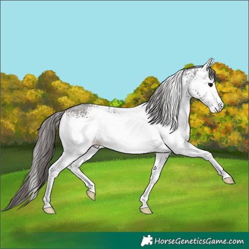 Horse Color:White Spotted Grullo Sabino Appaloosa Rabicano 