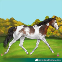 Horse Color:White Spotted Brown Tobiano Rabicano