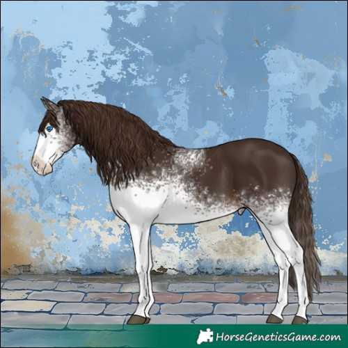 Horse Color:White Spotted Liver Chestnut Splash Rabicano