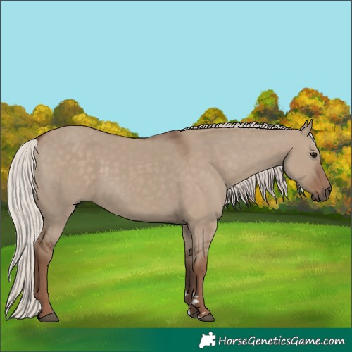 Horse Color:Silver Grullo 