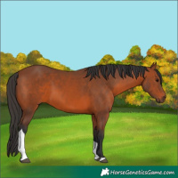 Horse Color:Bay Tobiano 