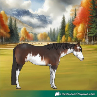 Horse Color:White Spotted Brown 