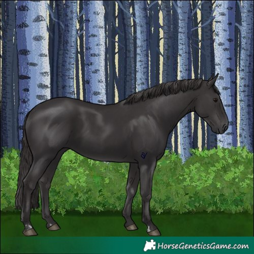 Horse Color:Smoky Black  and Smoky Black 