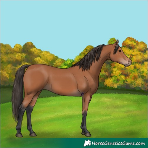 Horse Color:Bay 