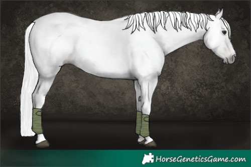 Horse Color:Gray White Spotted Liver Chestnut 