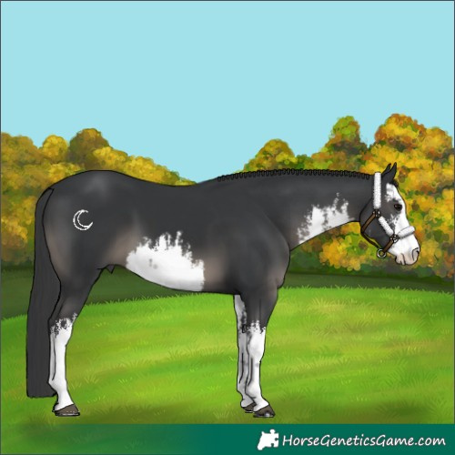 Horse Color:White Spotted Black 