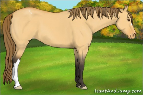 Horse Color:Buckskin Dun Appaloosa 