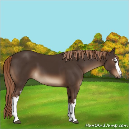 Horse Color:White Spotted Liver Chestnut 