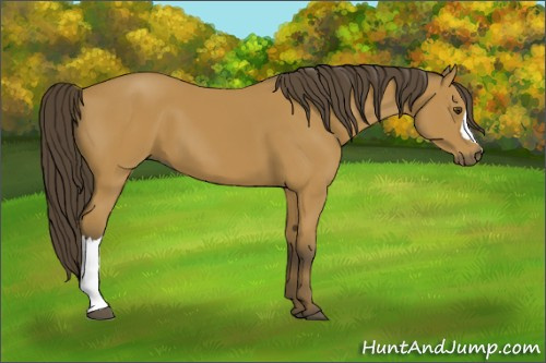 Horse Color:Buckskin 