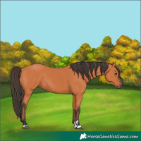Horse Color:Bay 