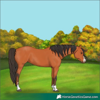 Horse Color:Bay 