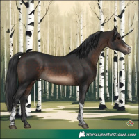 Horse Color:Brown Sabino Tobiano