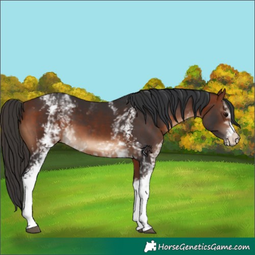 Horse Color:White Spotted Bay 