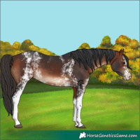 Horse Color:White Spotted Bay 